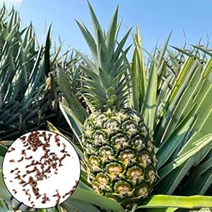 50 stuks Ananas Zaden Vruchtbare Heerlijke Levendige Kleur Eenvoudige Ontkieming Voedzame Zaden Perfect Voor Tuin…