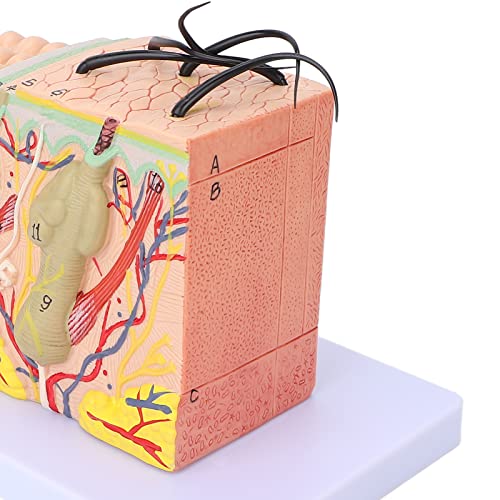 Image of Anatomical Skin Model, 35X Magnified Skin Layer Structure Model with Hair 3D Teaching Tool PVC Material for Anatomy Study and Learning