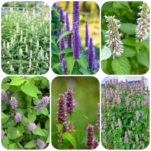 semi di ortica profumati, giardino di Agastache foeniculum, aiuole rialzate esotiche rare selvatiche balcone con aiuola da giardino roccioso 350pcs