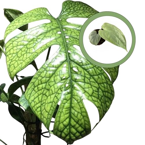 Monstera Amydrium Silver Starter Plant