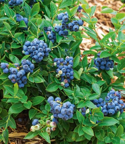Heidelbeerstrauch Baldur Garten Trauben Heidelbeere Reka Blue