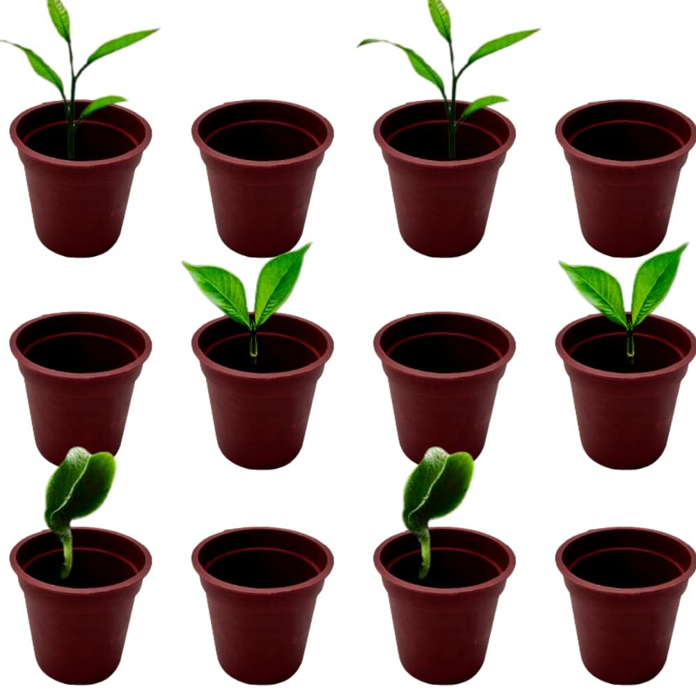 Plastic 2 inch Seed Starting Pot | Seed Germinating Pot | Black Durable, UV Treated | Small Nursery Pot | (10, red)-image-47
