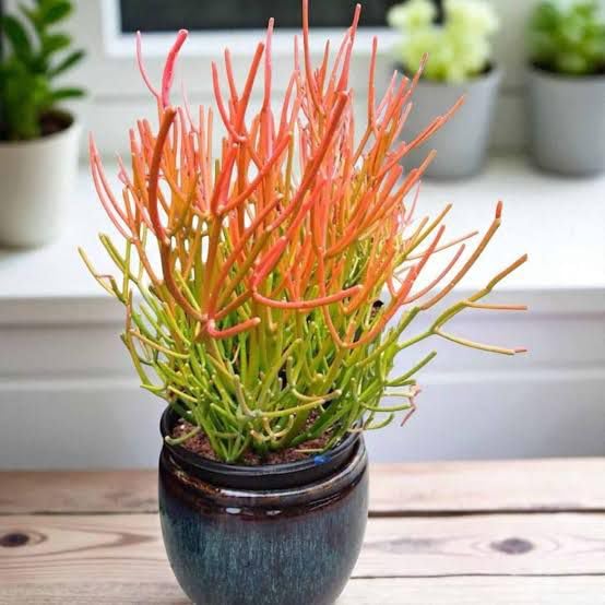 Pencil Cactus Live Plant in Pot (Euphorbia Tirucalli) – Firestick Plant – Low Maintenance Indoor/Outdoor Succulent – Drought-Tolerant Air Purifier – Ideal for Home, Office, Patio Garden-image-34