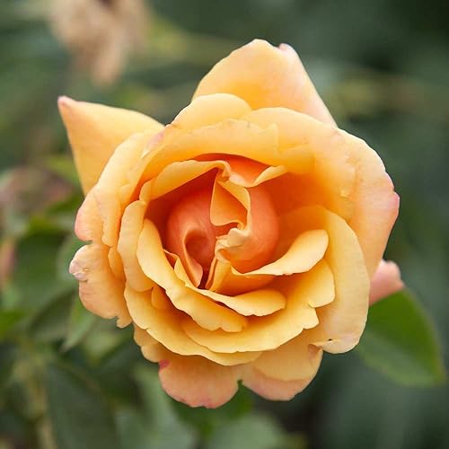 Heirloom Roses Arbusto de rosa de raíz propia - Belle Époque planta de rosas fragantes para plantar al aire libre