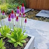 Bloomique - 3er - Set - Primula vialii - Orchideenprimel - Reichblühend - Winterhart - Mehrjährig - Höhe 10-20 cm - Topf 9 cm