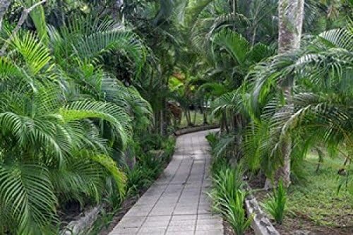 Posterazzi Pathway House Hemingway Museum Finca Vigia Havana Cuba - Póster impreso por Adam Jones (39 x 26 pulgadas)
