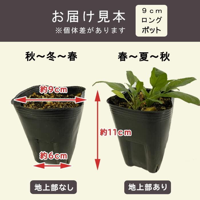 Amazon.co.jp: 宿根草 苗 アクイレギア イエロークイーン 9cmロング