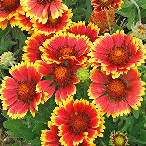 Creative Farmer Flower Seeds Blanket Flower Flower Seeds For Home Garden-100 Seeds (B01LY1A4J5) Amazon Price History, Amazon Price Tracker