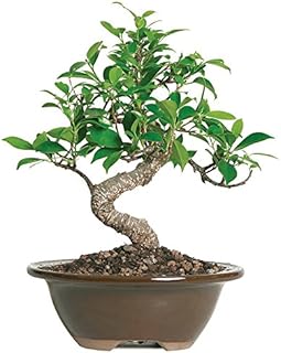 Brussel's Live Golden Gate Ficus Indoor Bonsai Tree - 4 Years Old; 5