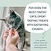 Shameless Pets Crunchy Cat Snacks & Treats – Healthy Cat Treats for Indoor Cats & Kittens with Catnip, Real Chicken & Digestive Support, Catnip N Chill (2.5 oz)