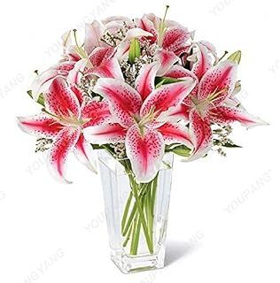 Grün: 100 Stück Bonsai Lily SAMT Indoor Mehrjährige Pflanzen Lily Blumensamen Pure White Hausgarten-Blumen Sementes Pflanzen Freies Verschiffen-Grün: Only Seeds