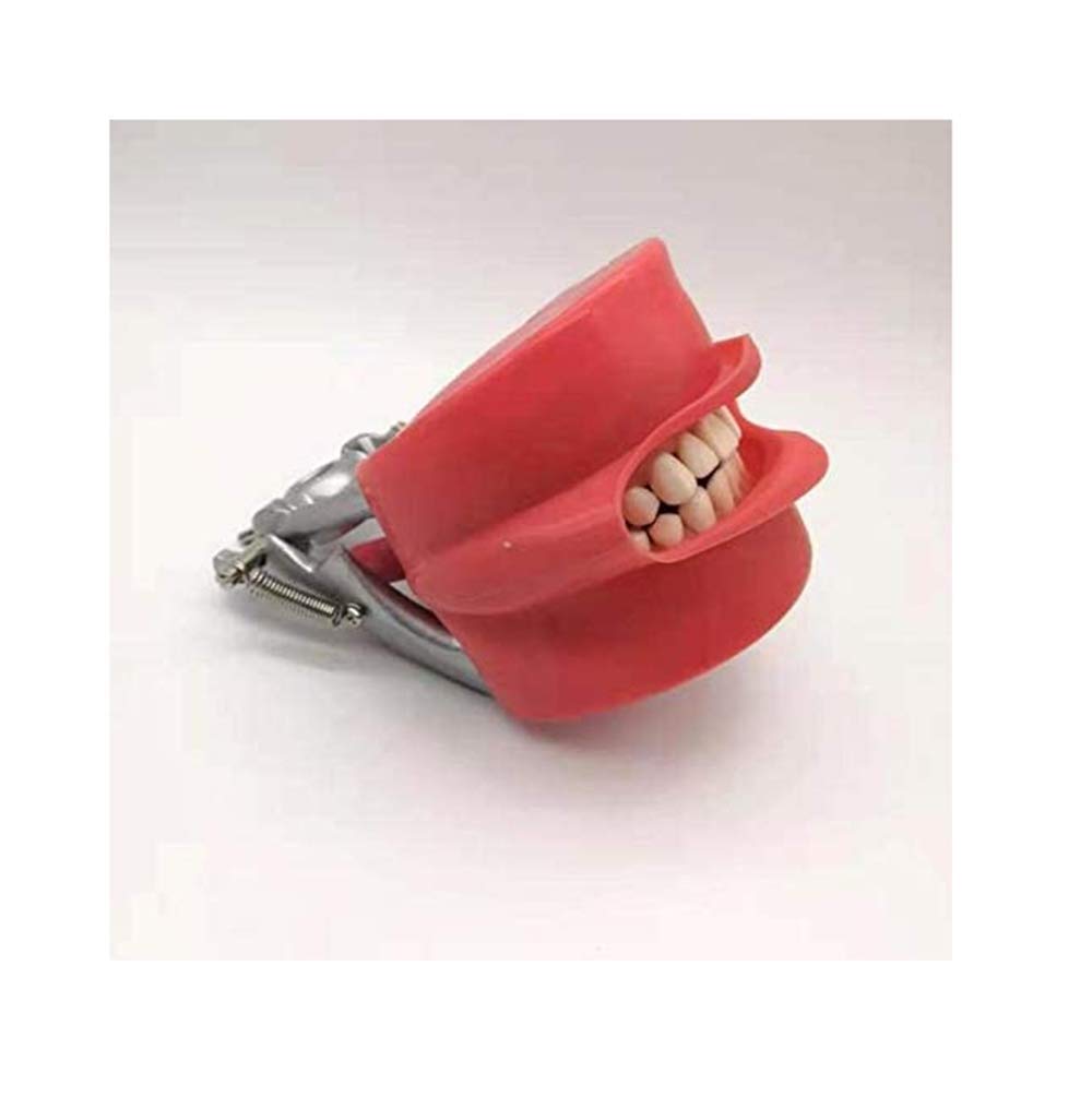 Modello Dental Ghost Testa, Modello didattico odontoiatrico odontoiatrico Testa di Simulazione Orale con 28 Denti a Vite Fissa, Assistenza per l'educazione Medica