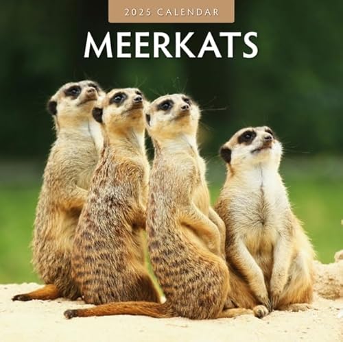 Meerkats 2025 Square Wall Calendar