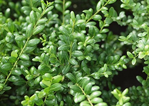 Stechpalme Ilex crenata ‚Convexa‘ Kugel 30-40 cm in 5-Liter-Topf