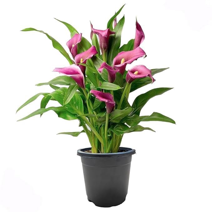 Live Indoor peace lily plant,Air Purifying Plant, Variety, Single Potted Plant (Peace lily pink colour pack of 1 for indoor plant)