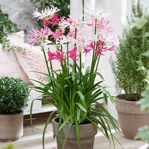 Nerine Lily Flowering Plant for Home Garden Pack of 2 Bulbs By Zabbus (B0BTQ6PDSP) Amazon Price History, Amazon Price Tracker