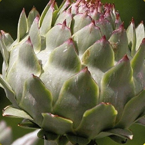 Palm Beach Medicinal Herbs - Alcachofa púrpura de Romaña - Paquete de 15 Semillas