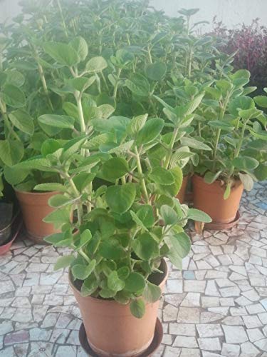 Guruji Plantation Ajwain Spicy Plant Live with Plastic Pot