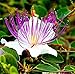 PLAT FIRM Germinación de Las Semillas: 50 Semillas: Semillas Reales Capers, Capparis Spinosa, Suave Weiss-Violette Flor, de Sicilia