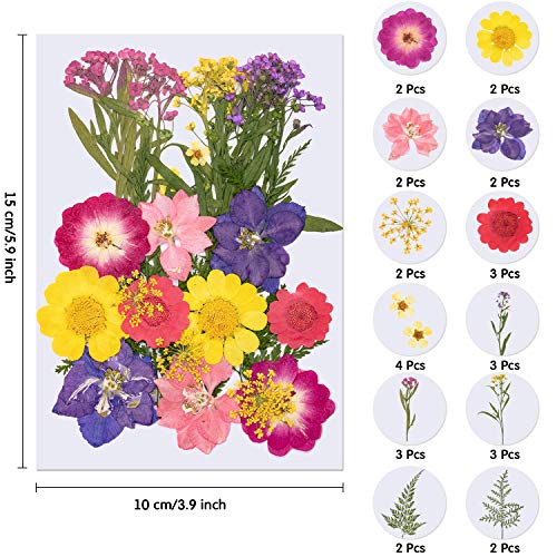 image for WILLBOND 126 Pieces Dried Pressed Flowers Natural Dried Flowers Colorf