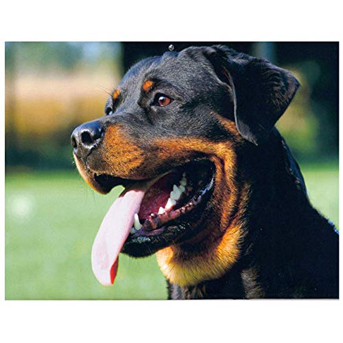 YSCOLOR Diamond Painting Diamant Broderie Rottweiler 5D Diamant Animal Chien Mosaïque Point De Croix Strass Décoration De La Maison Accessoires 30X40cm Cover