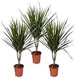 Drachenbaum | 3er-Set | Dracaena | ca. 40-50 cm | ø 12-15cm Topf | Pflegeleichte Zimmerpflanzen für Wohnung und Büro | Qualität vom Pflanzen Profi | Ideale Raumbegrünung