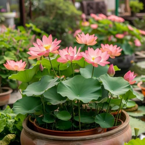 150 semillas de flores de loto, sagrado Bonsai Bowl Semillas de flores de loto, semillas de loto de agua altas en germinación, plantas perennes resistentes para jardín y decoración de interiores, ho