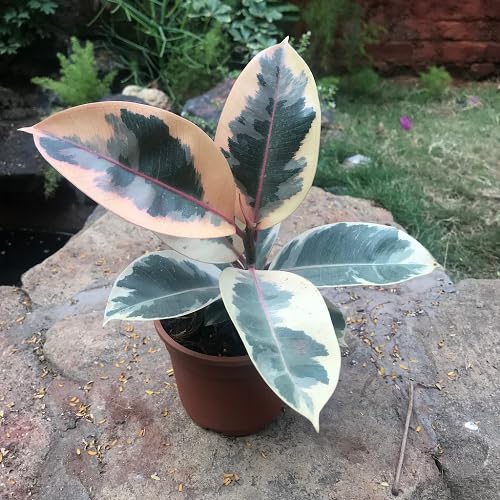 60Pcs Pink Ficus Shivereana Plant Seeds