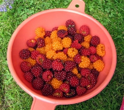 20 Salmonberry Russian Raspberry Rubus Spectabilis Fruit Seeds Purple Flowers #TOP6
