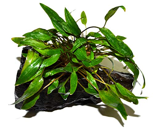 Cryptocoryne Wendtii Green on Driftwood 5-6 inch