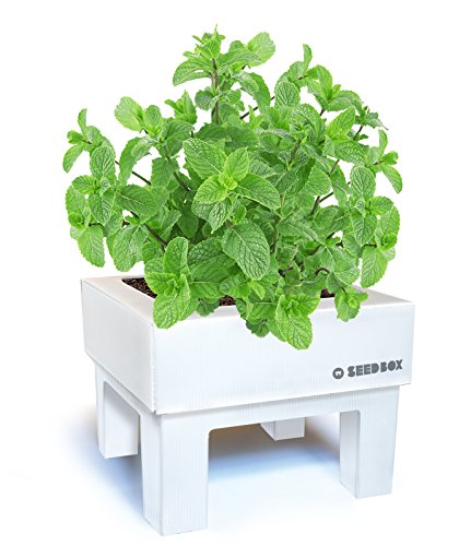 SeedBox SBCUHB-Hierba Buena: Amazon.es: Jardín