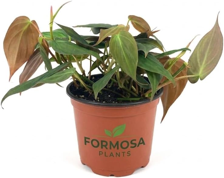 Philodendron Micans - 1 Live Plant in a 2 Inch Pot - Velvety Heart-Leaf Trailing Vine, Easy Care Tropical Indoor Houseplant - Philodendron hederaceum 'Micans' (4)