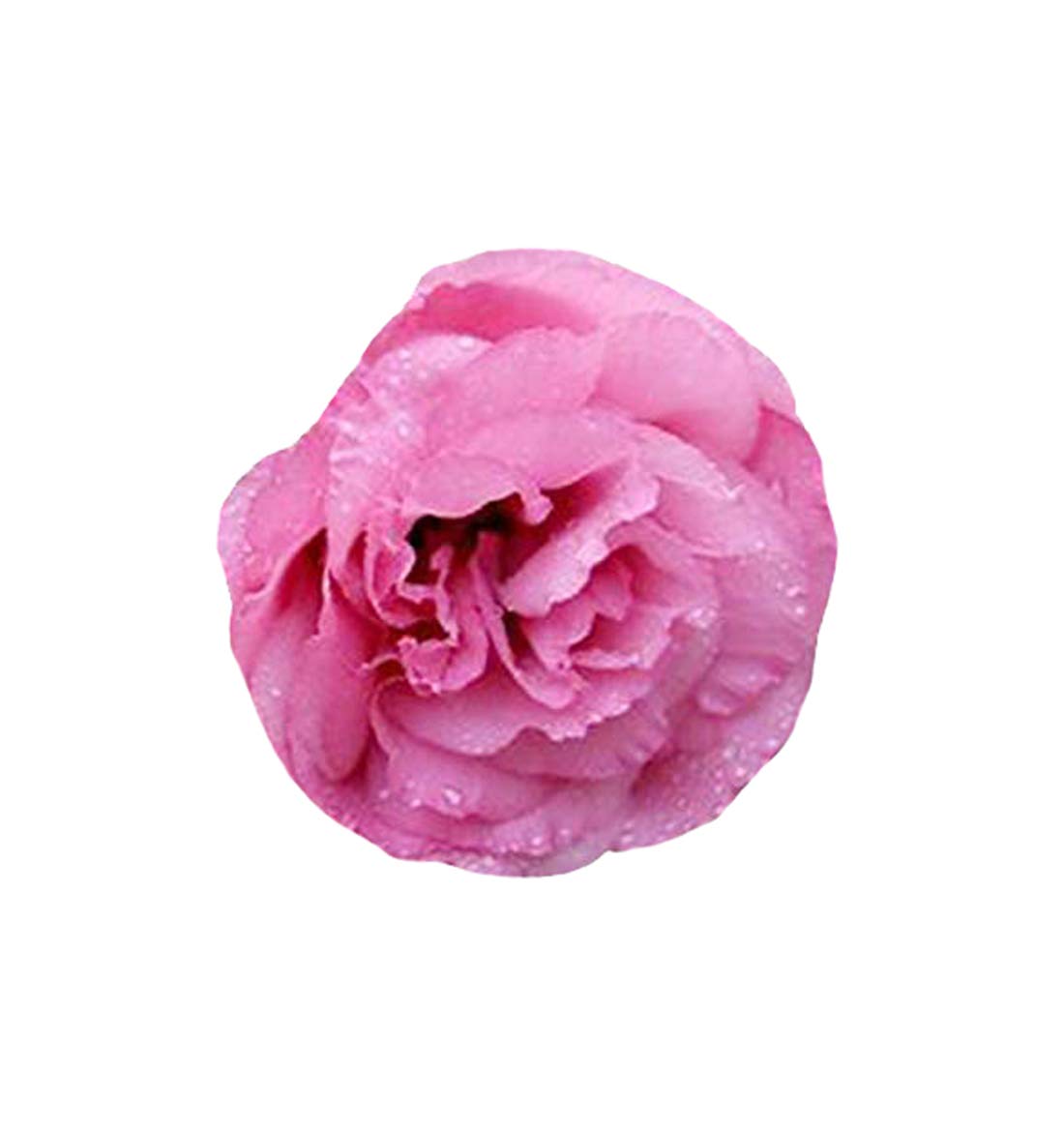 Nema Heirloom Lisianthus Eustoma Seeds - Pink - 100 Pcs (B07SNHV5WZ) Amazon Price History, Amazon Price Tracker