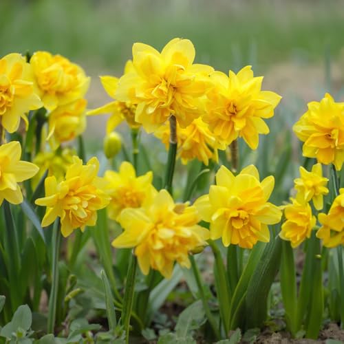 7 x Dwarf Daffodil Double Tete a Tete â€“ Stunning Doub
