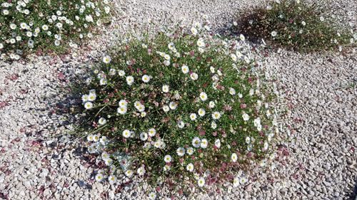 Erigeron karvinskianus 'Blütenmeer' / Pâquerette des murailles/Conteneur de 3 à 4 litres/Vivace
