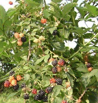 Arapaho Thornless BlackBerry Plant
