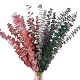 Dried Preserved Eucalyptus Stems Shower Bundle 20PCS Branches, 17" Natural Fresh Eucalyptus Plant, R