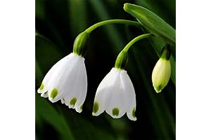 QAUZUY GARDEN's Snowdrop Seeds: The Flower of Hope