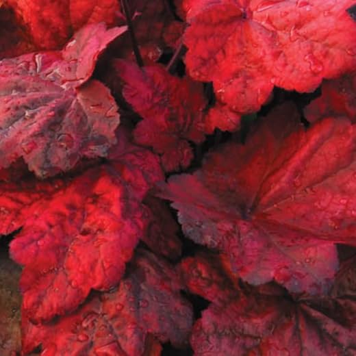 Coral Bells Heuchera Seasonal Color Plants