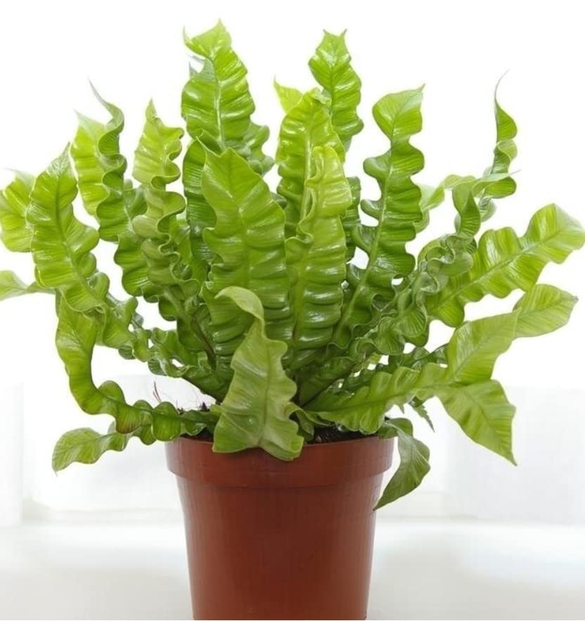 Asplenium 'Crispy Wave' - Birds Nest Fern - houseplant | Approx 20-25 cm Tall | Pot 12 cm