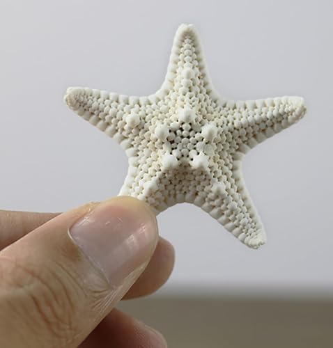 Miniatura 4 de Juego de conchas pequeñas de mar pequeñas de estrella de mar naturales para manualidades, conchas de pez de estrella de 1.9 a 3 pulgadas con 120