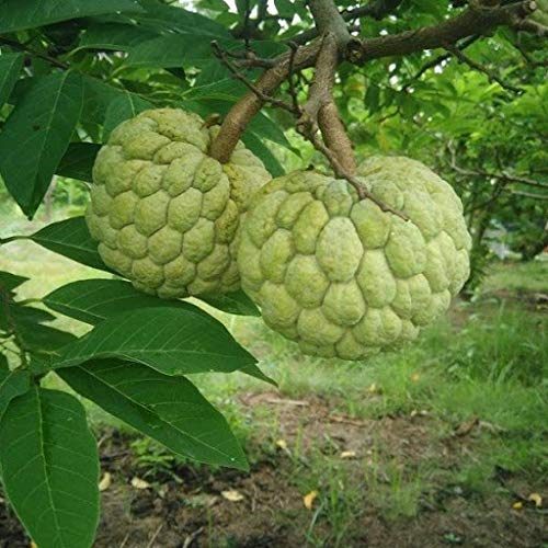 Flare Seeds Custard Apple Seeds Annona Squamosa Fruit Seeds Pack of 295 Seeds (B09C2QMXV5) Amazon Price History, Amazon Price Tracker