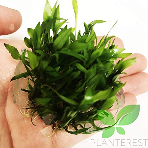 (Cryptocoryne Wendtii Green Gecko) Cryptocoryne Assorted Tissue Culture Cup Freshwater Live Aquarium Plants Decoration Buy2Get1Free #TOP2