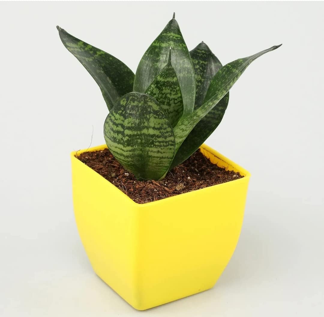 HITANSHI WORLD Sansevieria Snake Plant with 3 inch plastic Pot/Air purifier plant/Indoor Plant/Live Snake Plant/Home decoration plant (B0C55TQ2XN) Amazon Price History, Amazon Price Tracker