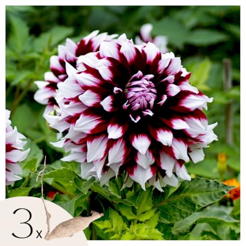 Plant in a Box - Dahlia 'Tartan' - juego de 3 - flores de verano - tubérculos de dalia - flores de jardín - Rosa/Púrpura