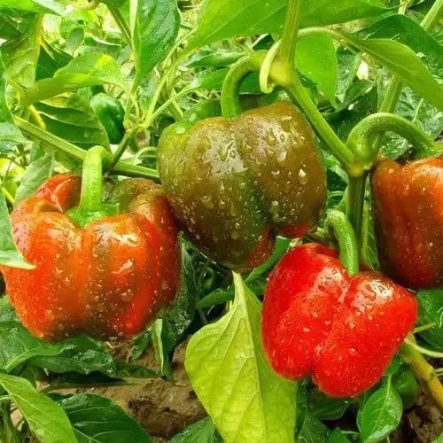 Willvine CAPSICUM/BELL PEPPER-LNT-7H