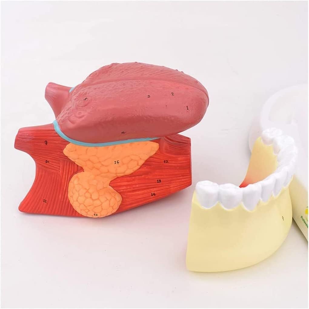 Modello anatomico della Lingua Umana, Modello anatomico dei Denti della Lingua, Modello di Simulazione della Struttura della Lingua Umana, Modello didattico dell'anatomia Muscolare