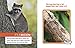 Animals Hidden in the Forest