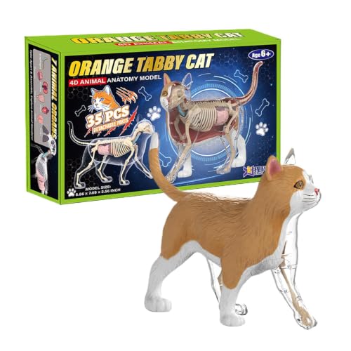 Modèle d'anatomie de chat cube pédagogique idéal pour les cours de sciences en classe