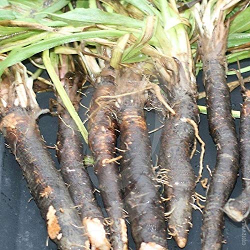 Amazon.com : Black Salsify - Hoffman's Schwarze - Great Oyster Flavor(25 -  Seeds) : Patio, Lawn & Garden